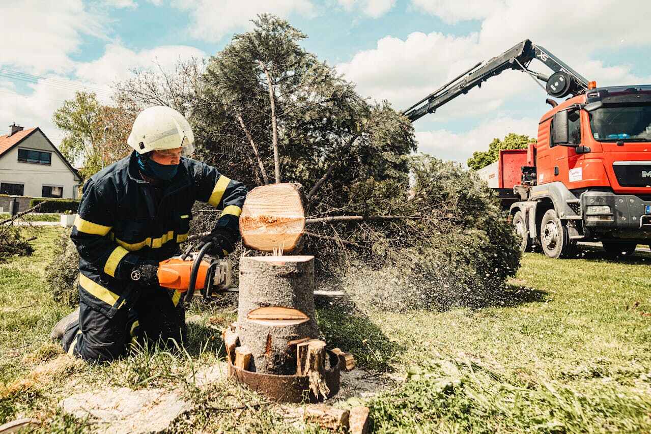 Tree Root Removal in Bellevue, IA